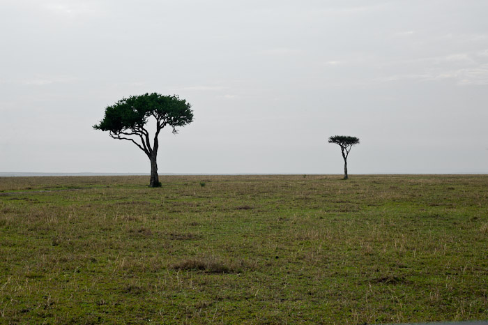 Two Trees, Kenya