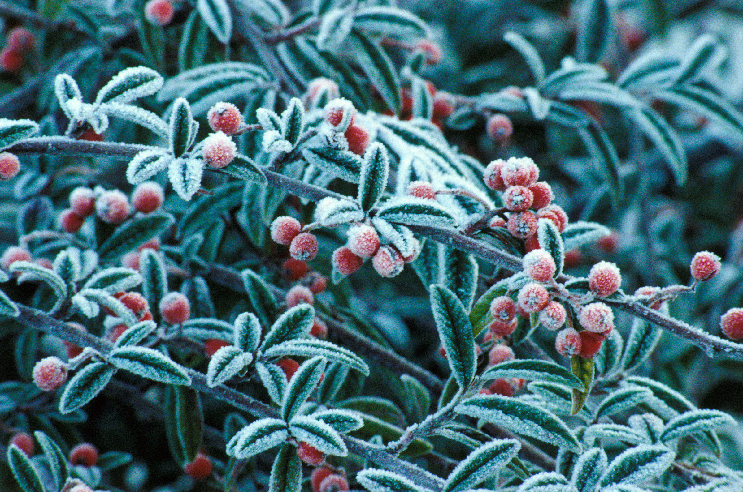Winter Frosted Berries