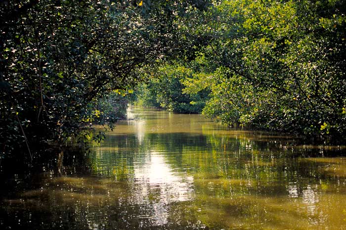 Caroni Swamp, Trinidad and Tobago