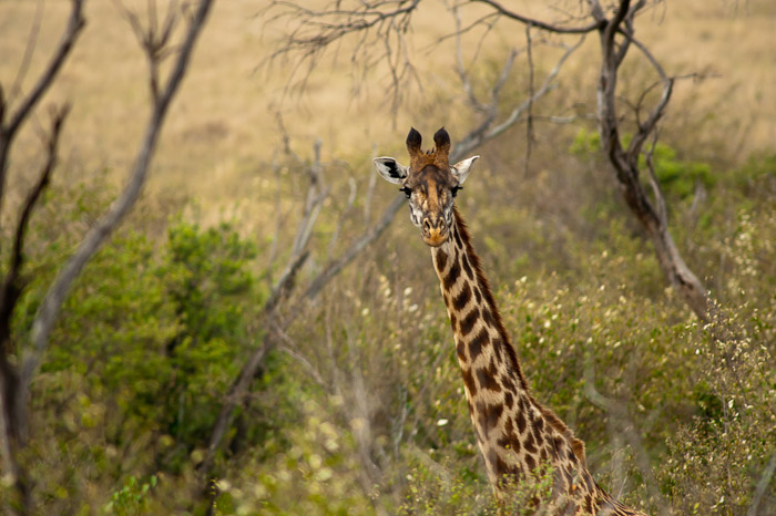 Massai Giraffe